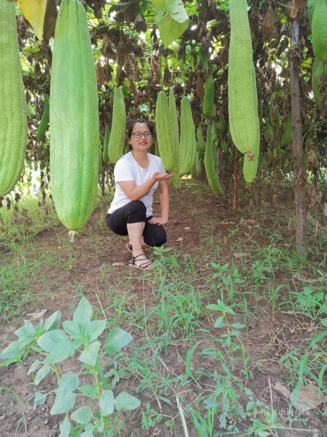 河南女白领怀孕辞职回农村：卖马蜂窝挖野菜，成全村赚钱最多的人