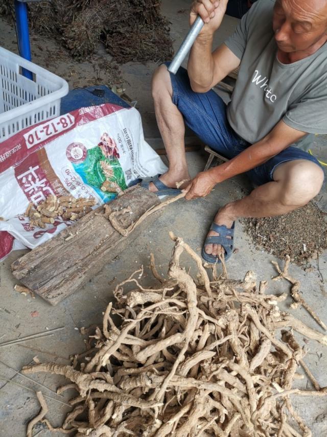 河南女白领怀孕辞职回农村：卖马蜂窝挖野菜，成全村赚钱最多的人