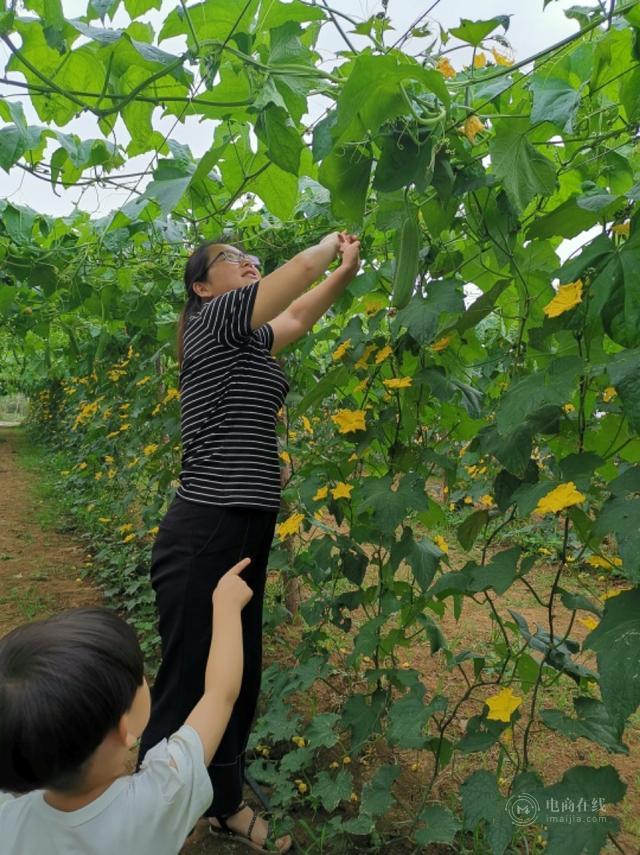 河南女白领怀孕辞职回农村：卖马蜂窝挖野菜，成全村赚钱最多的人